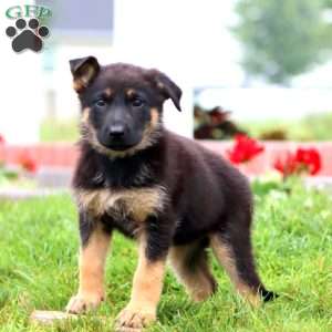 Mabel, German Shepherd Puppy