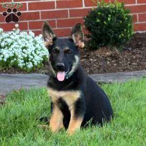 Mabel, German Shepherd Puppy