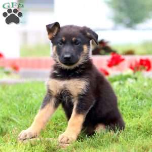 Mabel, German Shepherd Puppy