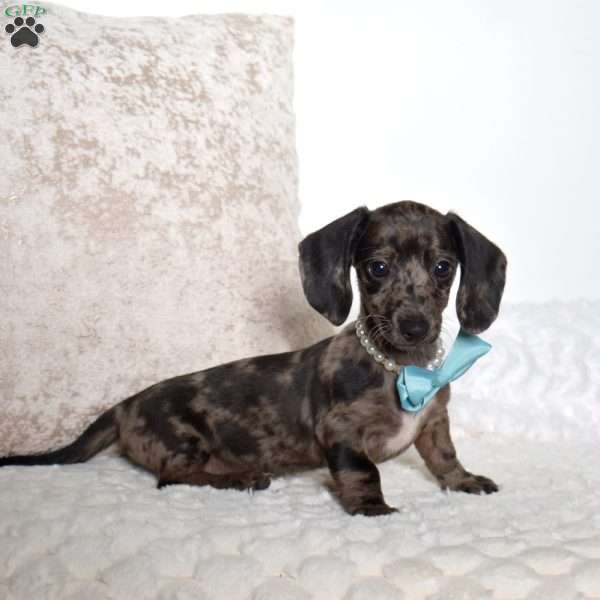 Mac, Dachshund Puppy