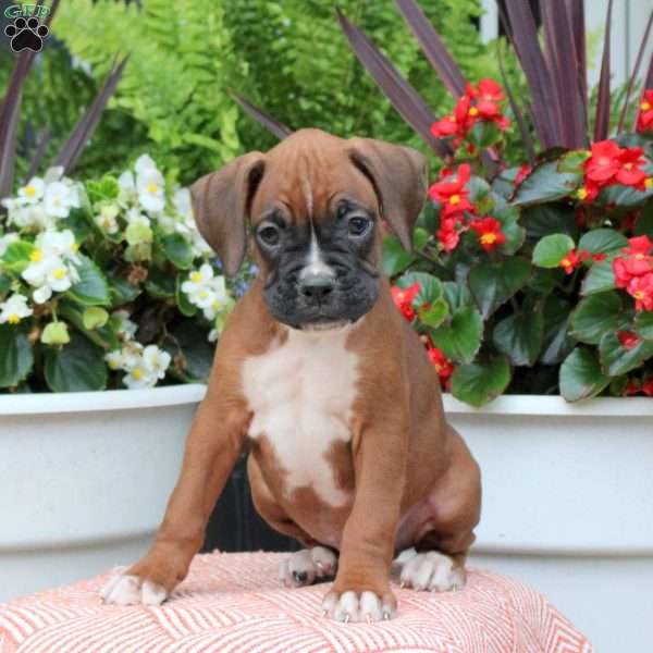 Mac, Boxer Puppy