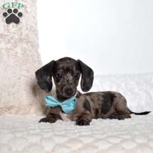 Mac, Dachshund Puppy