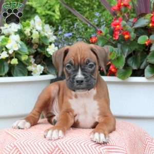 Mac, Boxer Puppy