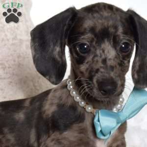 Mac, Dachshund Puppy