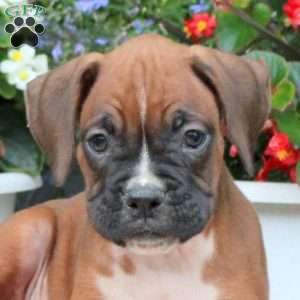 Mac, Boxer Puppy