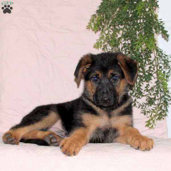 Mack, German Shepherd Puppy