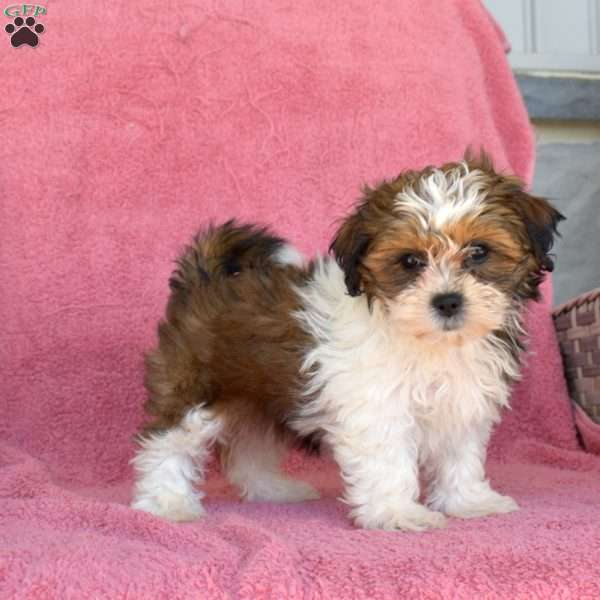 Macy, Teddy Bear Puppy