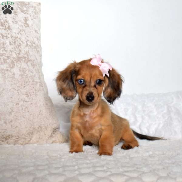 Macy, Dachshund Puppy