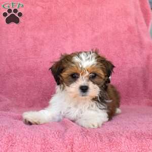 Macy, Teddy Bear Puppy