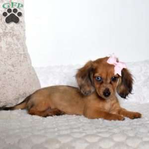 Macy, Dachshund Puppy