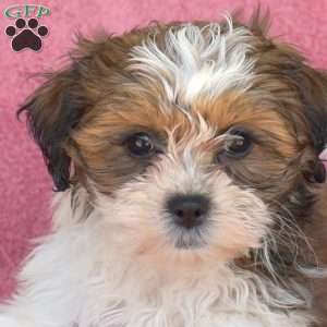 Macy, Teddy Bear Puppy