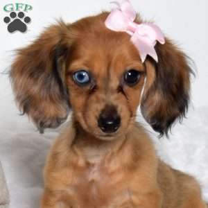 Macy, Dachshund Puppy