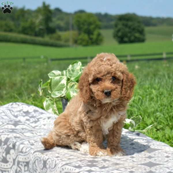 Madison, Mini Goldendoodle Puppy