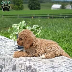 Madison, Mini Goldendoodle Puppy