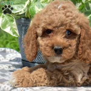 Madison, Mini Goldendoodle Puppy