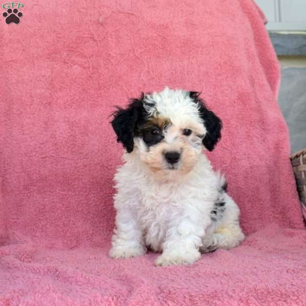 Magic, Teddy Bear Puppy