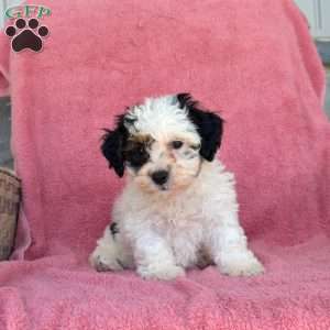 Magic, Teddy Bear Puppy