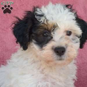 Magic, Teddy Bear Puppy
