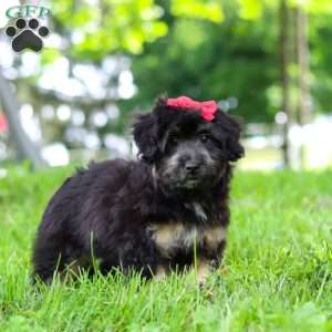 Maisie, Mini Aussiedoodle Puppy