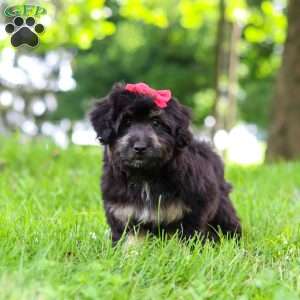 Maisie, Mini Aussiedoodle Puppy