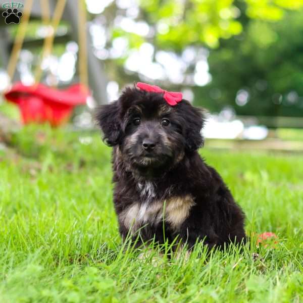 Maisie, Mini Aussiedoodle Puppy
