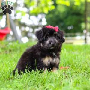 Maisie, Mini Aussiedoodle Puppy