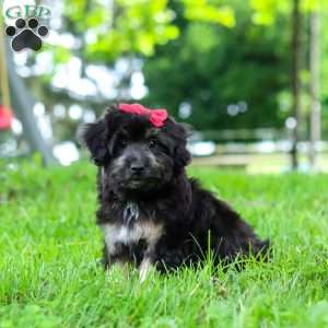 Maisie, Mini Aussiedoodle Puppy
