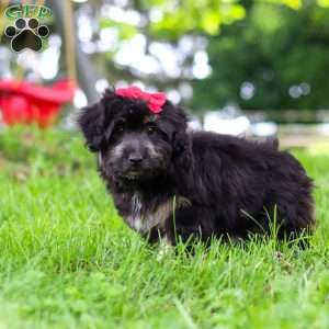 Maisie, Mini Aussiedoodle Puppy
