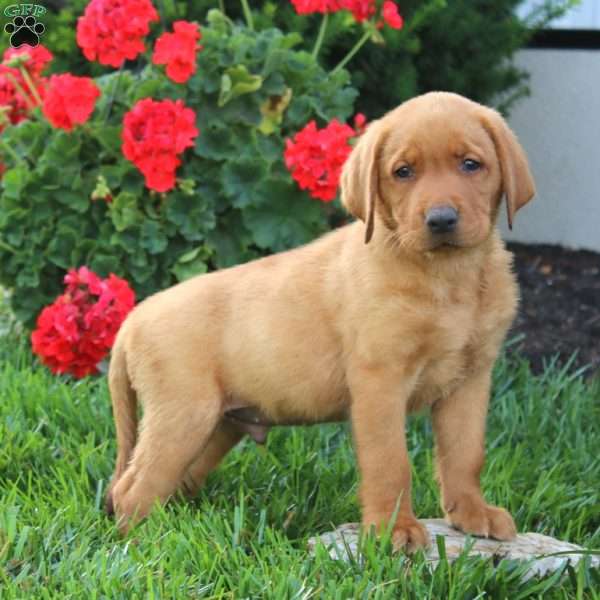 Major, Fox Red Labrador Retriever Puppy