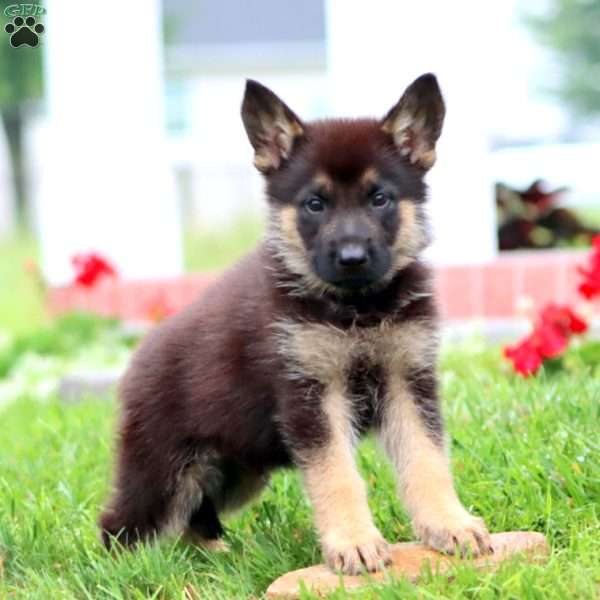 Major, German Shepherd Puppy