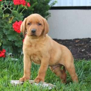 Major, Fox Red Labrador Retriever Puppy
