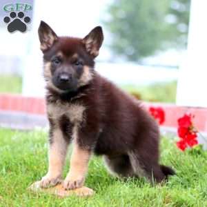 Major, German Shepherd Puppy