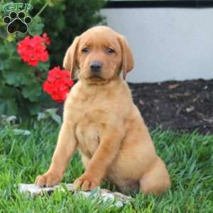 Major, Fox Red Labrador Retriever Puppy