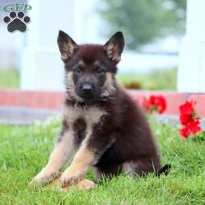 Major, German Shepherd Puppy