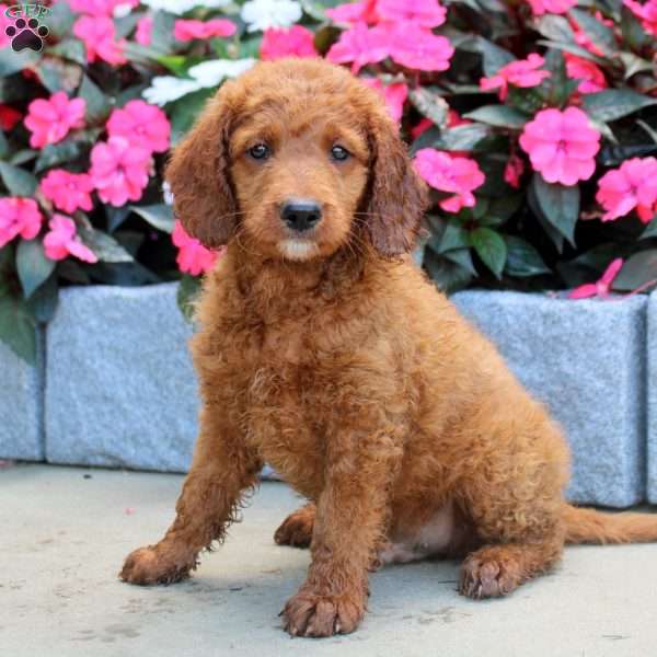 Malachi, Mini Goldendoodle Puppy