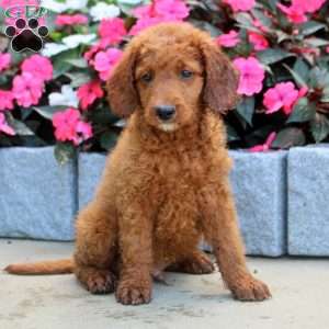 Malachi, Mini Goldendoodle Puppy
