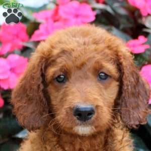 Malachi, Mini Goldendoodle Puppy