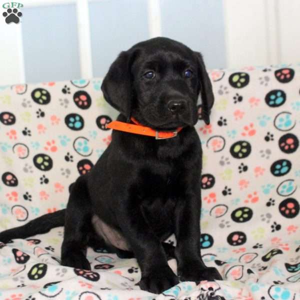 Malcolm, Black Labrador Retriever Puppy