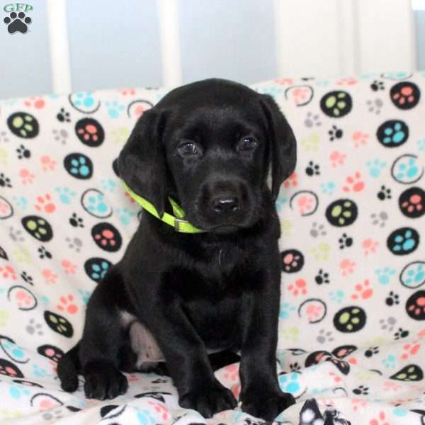 Mallory, Black Labrador Retriever Puppy