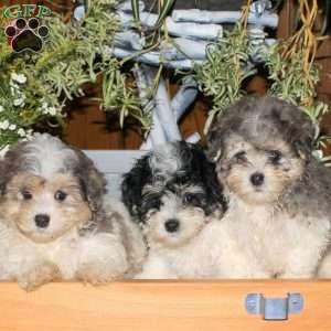 Chloe, Maltipoo Puppy