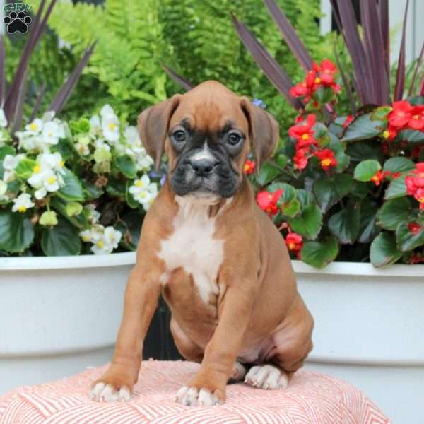 Mandy, Boxer Puppy