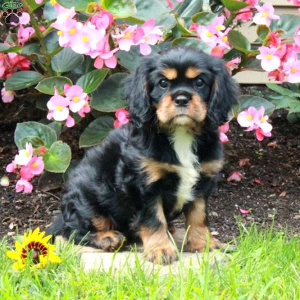 Mandy, Cavalier King Charles Spaniel Puppy