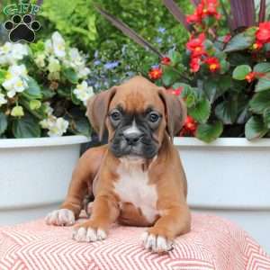 Mandy, Boxer Puppy