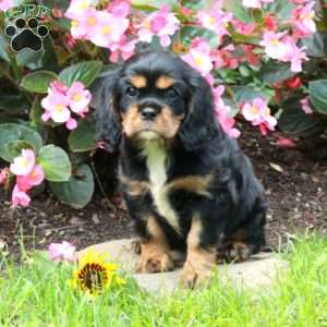Mandy, Cavalier King Charles Spaniel Puppy