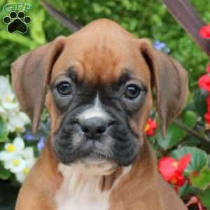 Mandy, Boxer Puppy