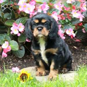 Mandy, Cavalier King Charles Spaniel Puppy