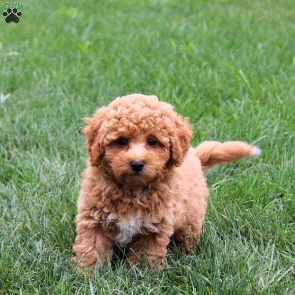 Mango, Bich-Poo Puppy