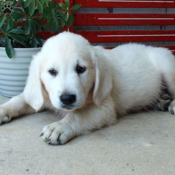 Manny, English Cream Golden Retriever Puppy