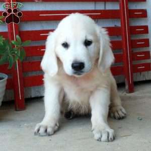 Manny, English Cream Golden Retriever Puppy