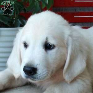 Manny, English Cream Golden Retriever Puppy